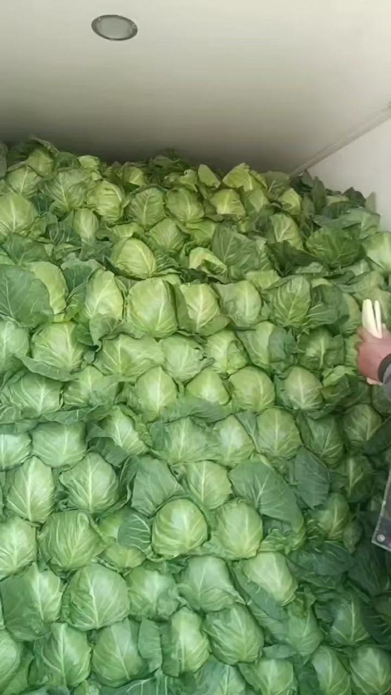 湖北荆门奥奇娜甘蓝圆包菜产地发货一手货源批发价格便宜