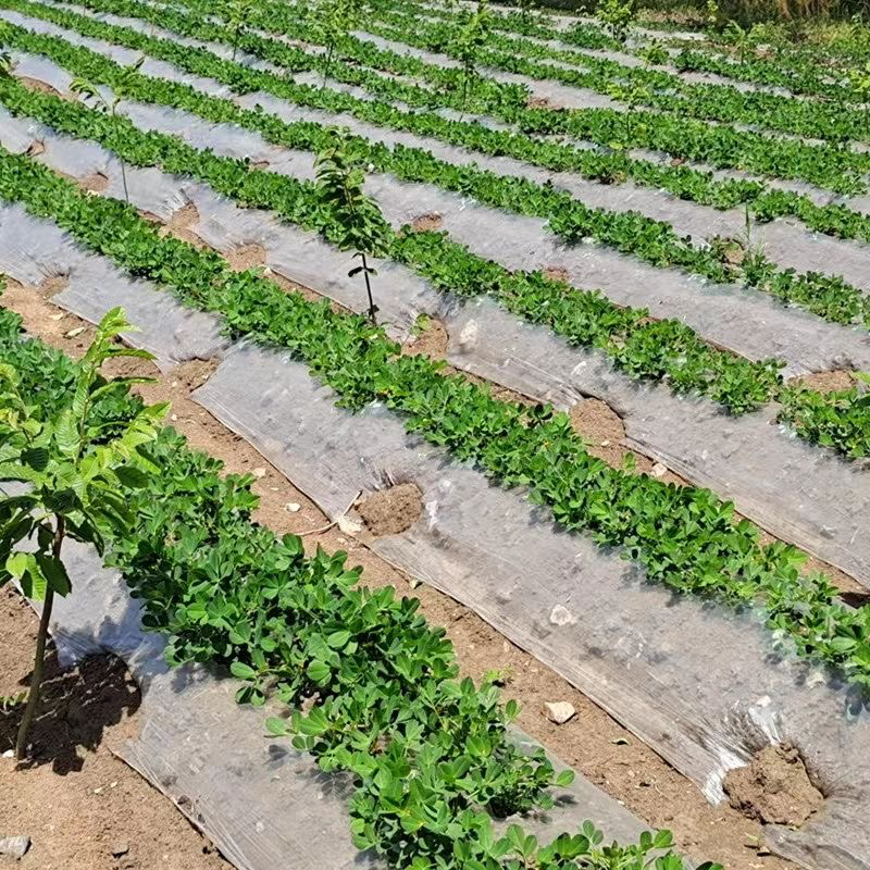 农膜地膜白色透明地膜塑料薄膜蔬菜玉米花生地膜小拱棚膜