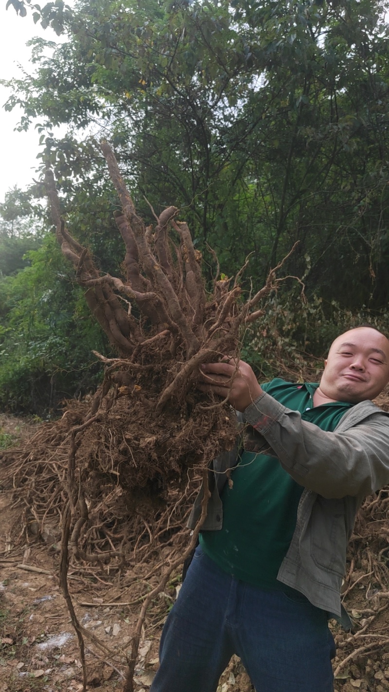 虎杖种子