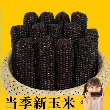 【推荐】黑糯玉米量大从优基地直发对接全国按需包装