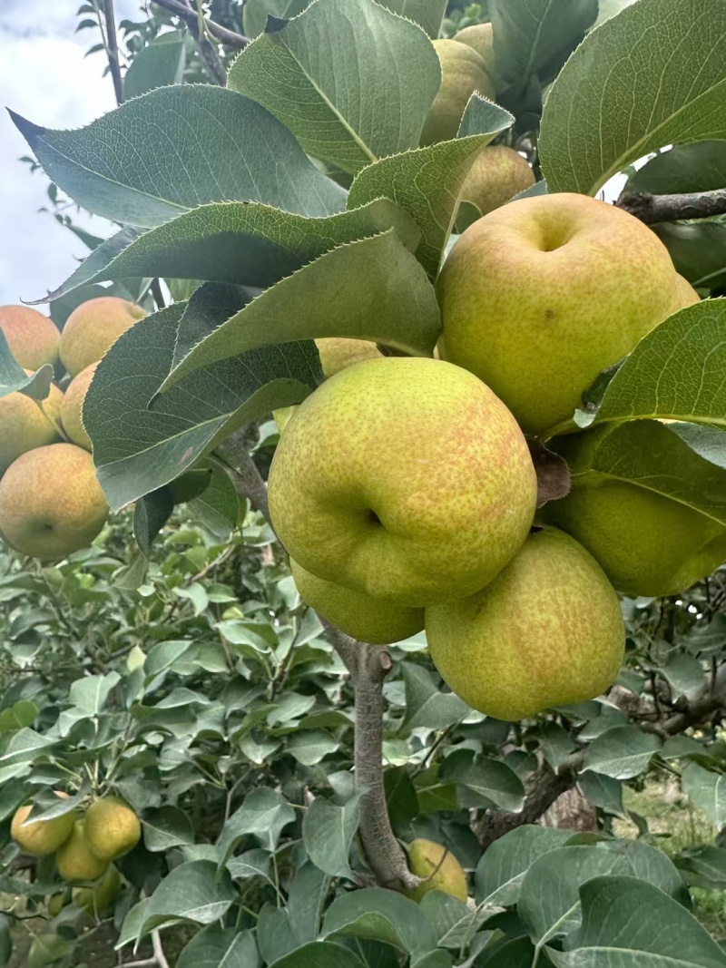 树上熟库尔勒香梨，大量对接商超