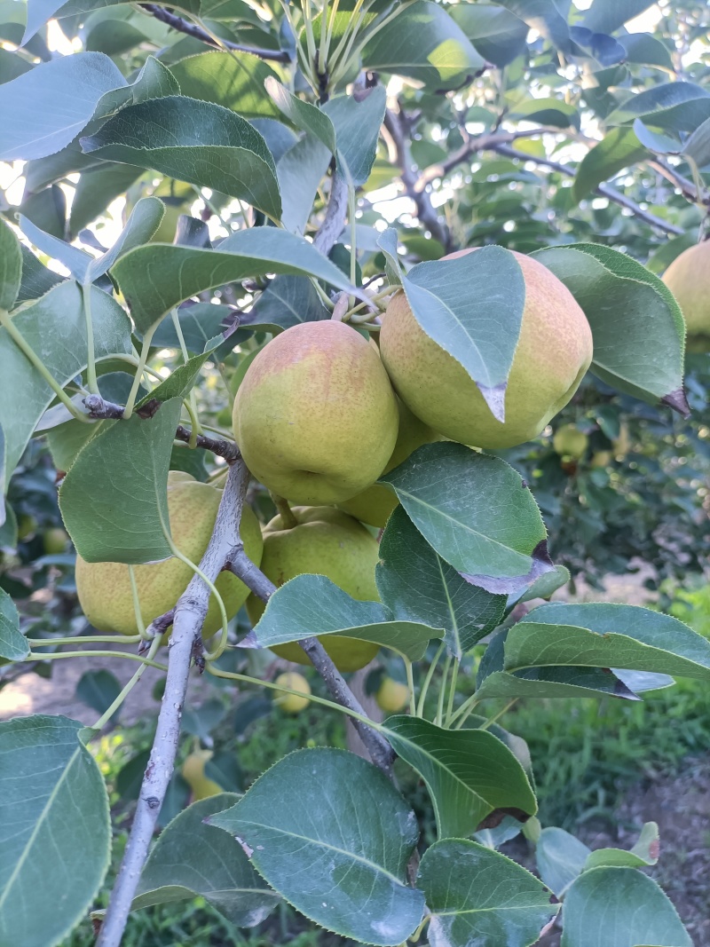 树上熟库尔勒香梨，大量对接商超