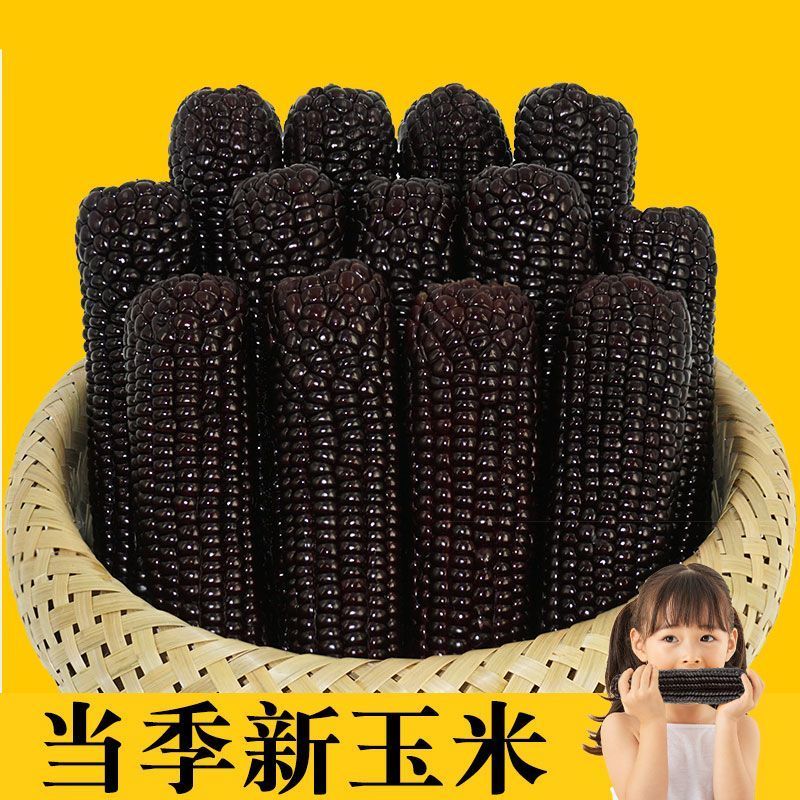 【推荐】黑糯玉米量大从优基地直发对接全国按需包装