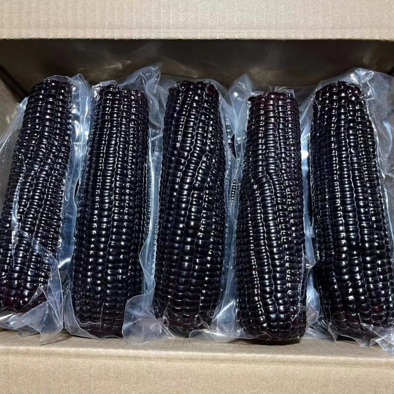【推荐】黑糯玉米量大从优基地直发对接全国按需包装