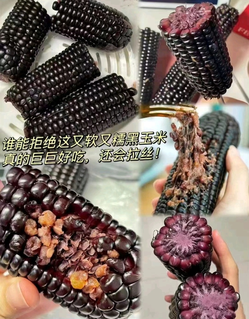 【推荐】黑糯玉米量大从优基地直发对接全国按需包装