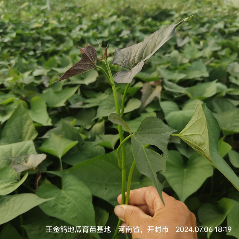 冷棚原种商薯19，基地供苗，一手货源价格合适
