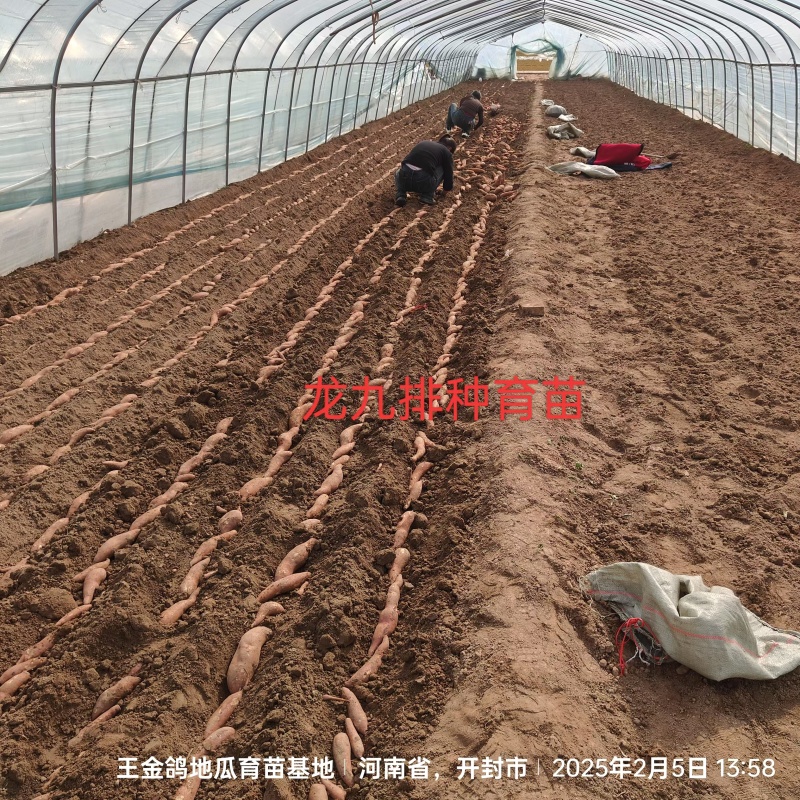 脱毒原种龙薯九，大田龙九，凉风4天，基地供苗