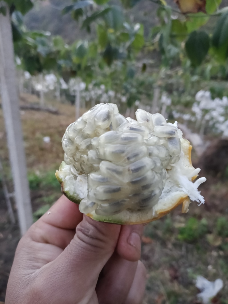自己基地种植哥伦比亚