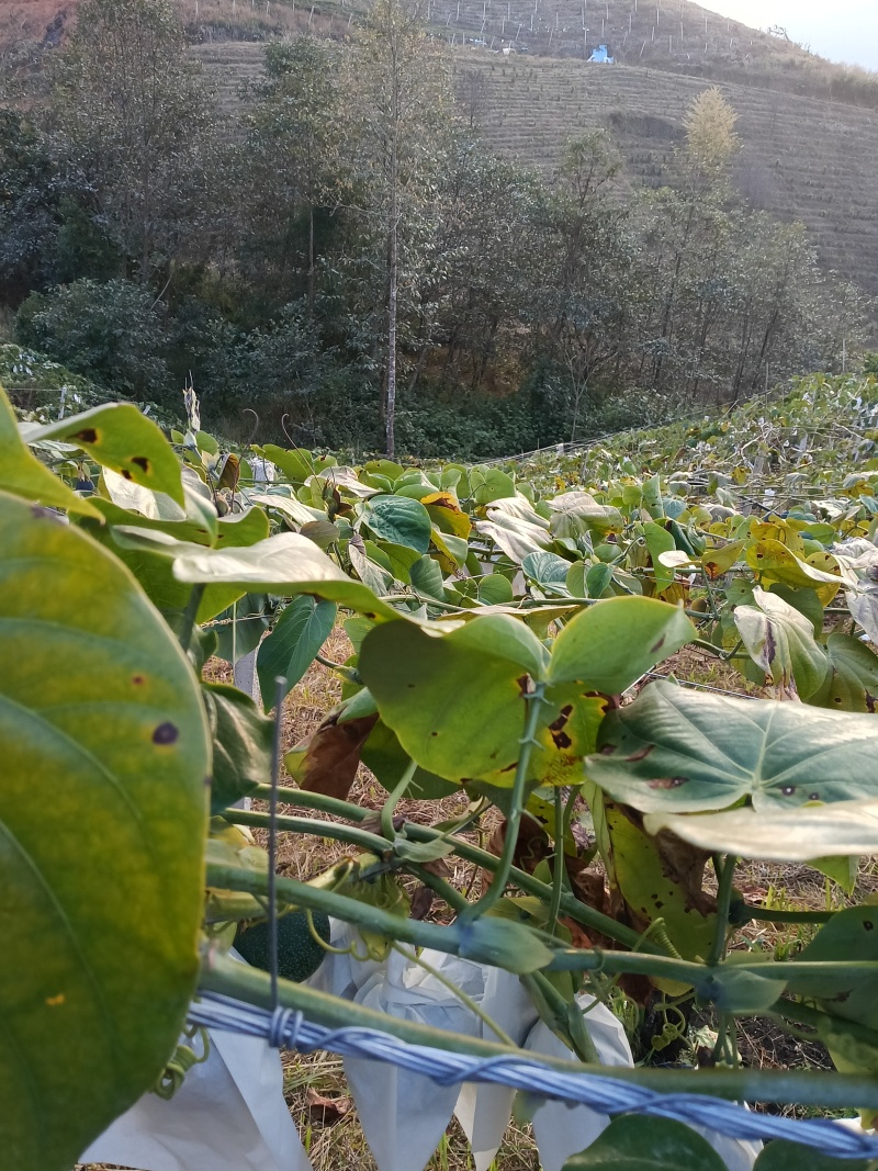 自己基地种植哥伦比亚