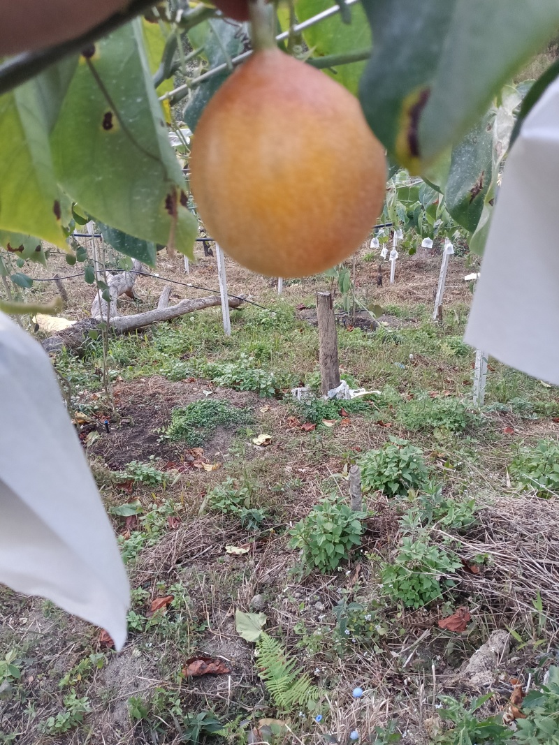 自己基地种植哥伦比亚