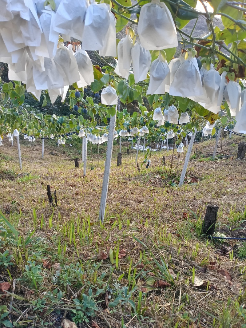自己基地种植哥伦比亚