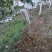 自己基地种植哥伦比亚