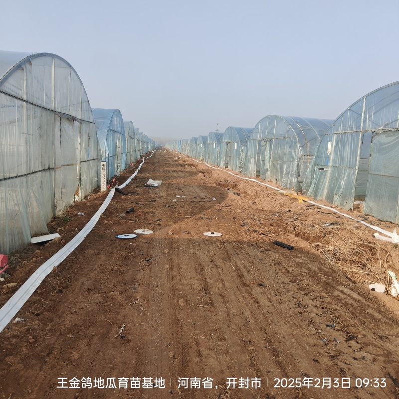 脱毒原种龙薯九，大田龙九，凉风4天，基地供苗
