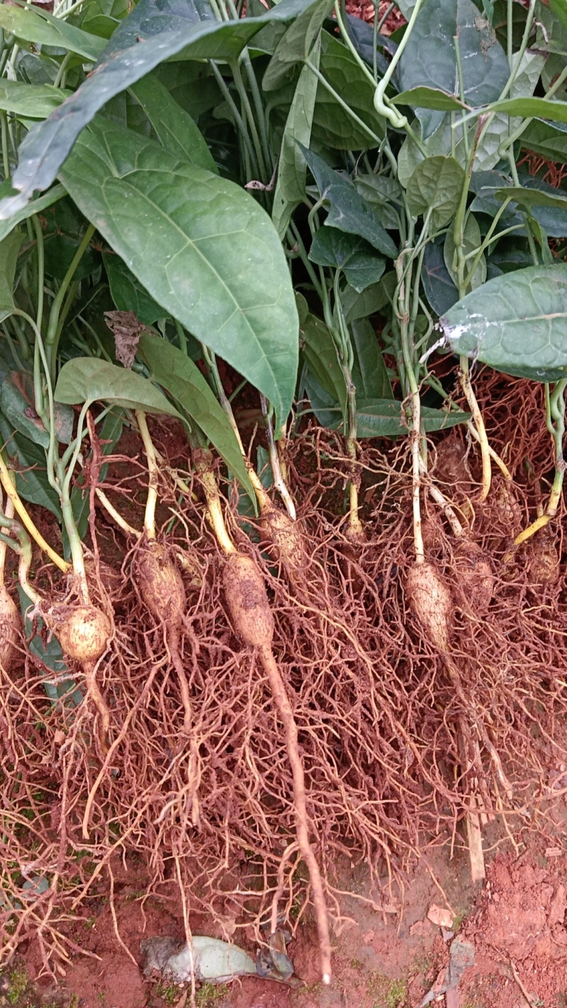 云南泸西金果榄苗自家种植育苗基地包品质提供种植技术指导