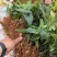 云南泸西金果榄苗自家种植育苗基地包品质提供种植技术指导