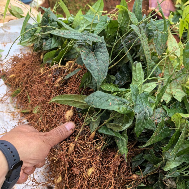 云南泸西金果榄苗自家种植育苗基地包品质提供种植技术指导