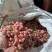 云南泸西金果榄苗自家种植育苗基地包品质提供种植技术指导