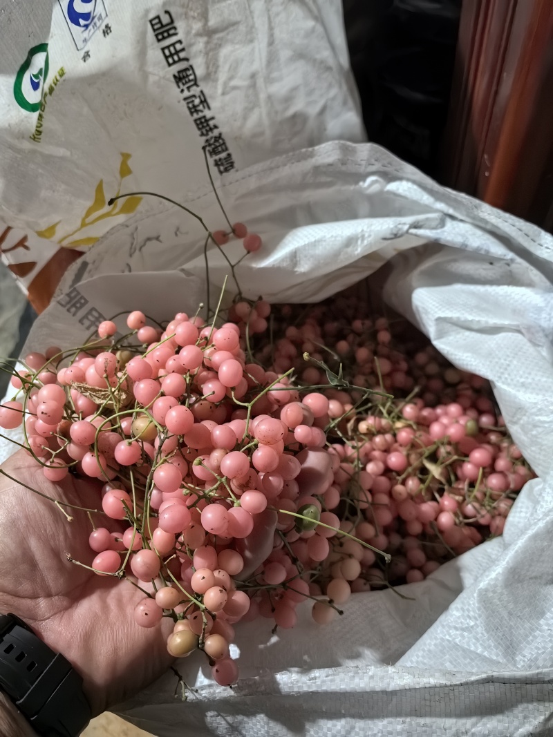 云南泸西金果榄苗自家种植育苗基地包品质提供种植技术指导