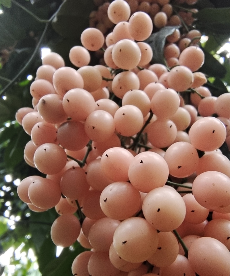 云南泸西金果榄苗自家种植育苗基地包品质提供种植技术指导