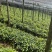 云南泸西金果榄苗自家种植育苗基地包品质提供种植技术指导
