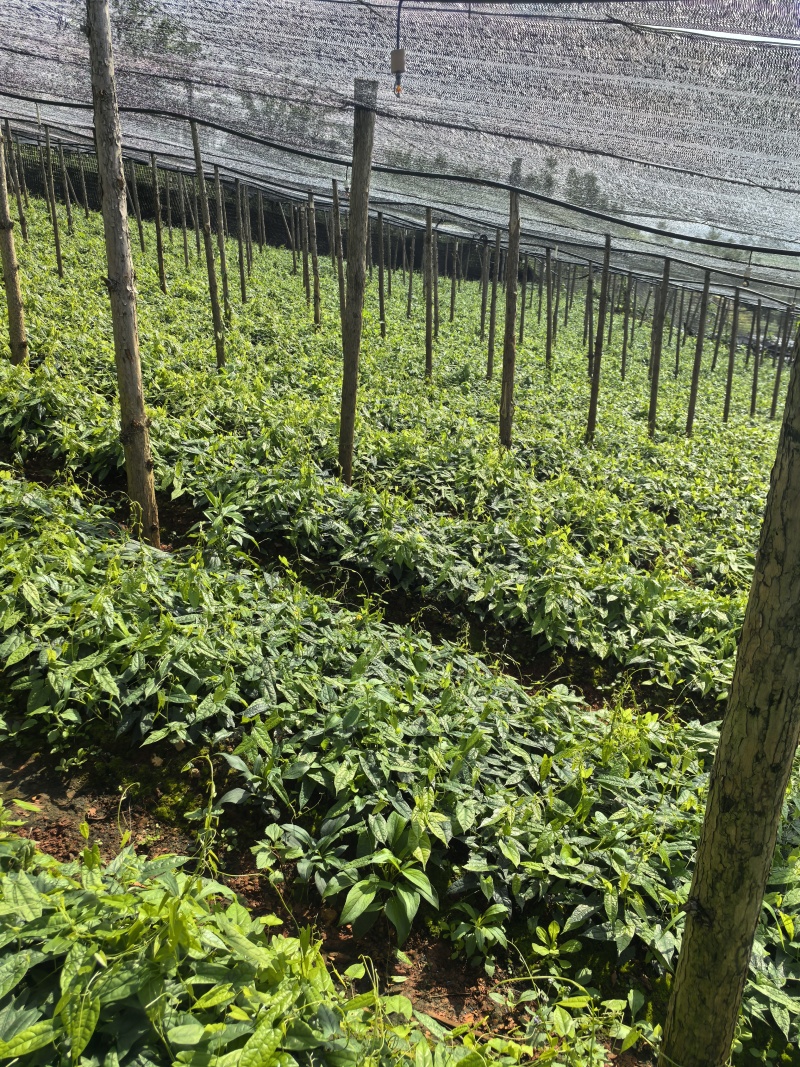 云南泸西金果榄苗自家种植育苗基地包品质提供种植技术指导