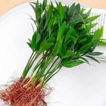 水培驱蚊竹柏四季常青花卉客厅高档植物盆栽绿植室内客办公桌