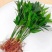 水培驱蚊竹柏四季常青花卉客厅高档植物盆栽绿植室内客办公桌