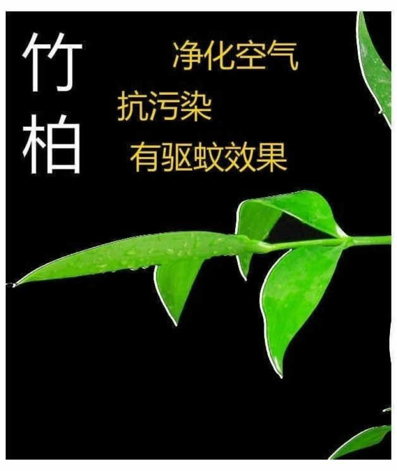 水培驱蚊竹柏四季常青花卉客厅高档植物盆栽绿植室内客办公桌