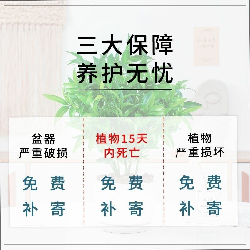 水培驱蚊竹柏四季常青花卉客厅高档植物盆栽绿植室内客办公桌