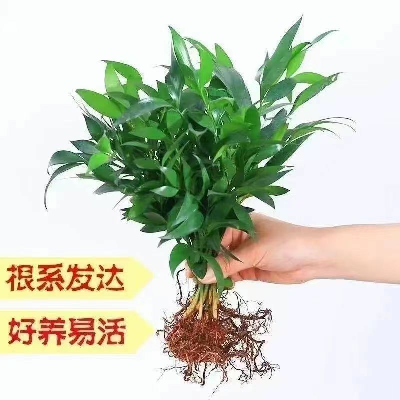 水培驱蚊竹柏四季常青花卉客厅高档植物盆栽绿植室内客办公桌