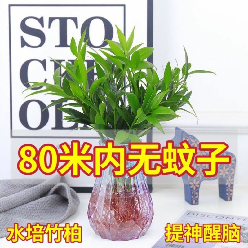 水培驱蚊竹柏四季常青花卉客厅高档植物盆栽绿植室内客办公桌