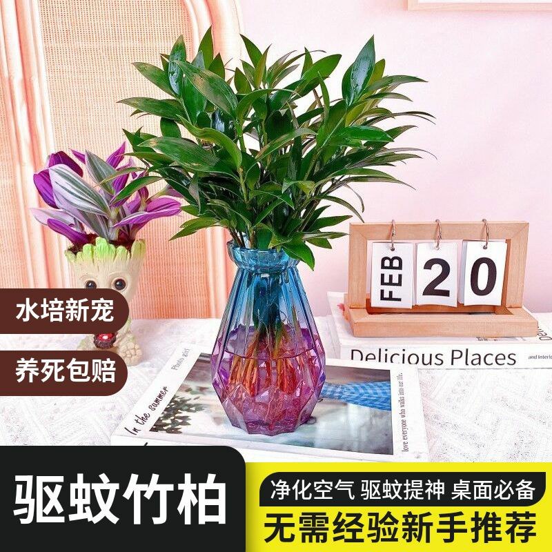 水培驱蚊竹柏四季常青花卉客厅高档植物盆栽绿植室内客办公桌