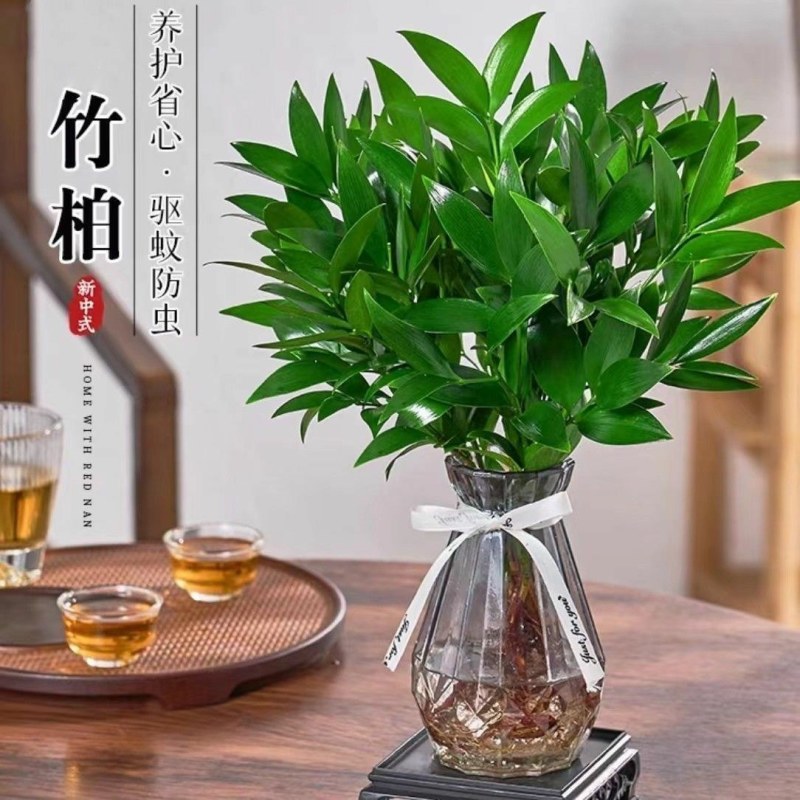 水培驱蚊竹柏四季常青花卉客厅高档植物盆栽绿植室内客办公桌