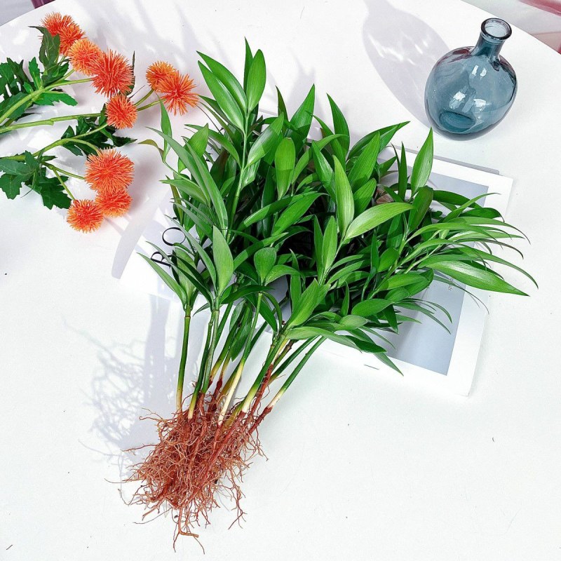 水培驱蚊竹柏四季常青花卉客厅高档植物盆栽绿植室内客办公桌