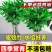 水培驱蚊竹柏四季常青花卉客厅高档植物盆栽绿植室内客办公桌