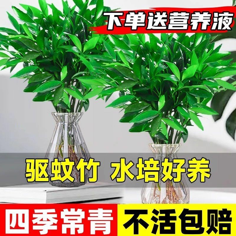 水培驱蚊竹柏四季常青花卉客厅高档植物盆栽绿植室内客办公桌
