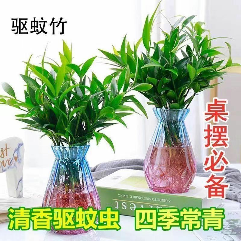 水培驱蚊竹柏四季常青花卉客厅高档植物盆栽绿植室内客办公桌