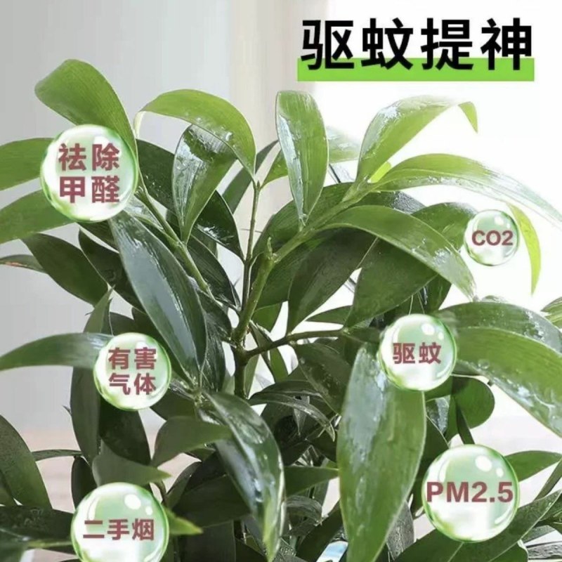 水培驱蚊竹柏四季常青花卉客厅高档植物盆栽绿植室内客办公桌