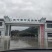 雷竹笋
