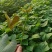 脱毒原种大田烟薯苗，烤油蜜薯型，大田苗基地直供，货源充足
