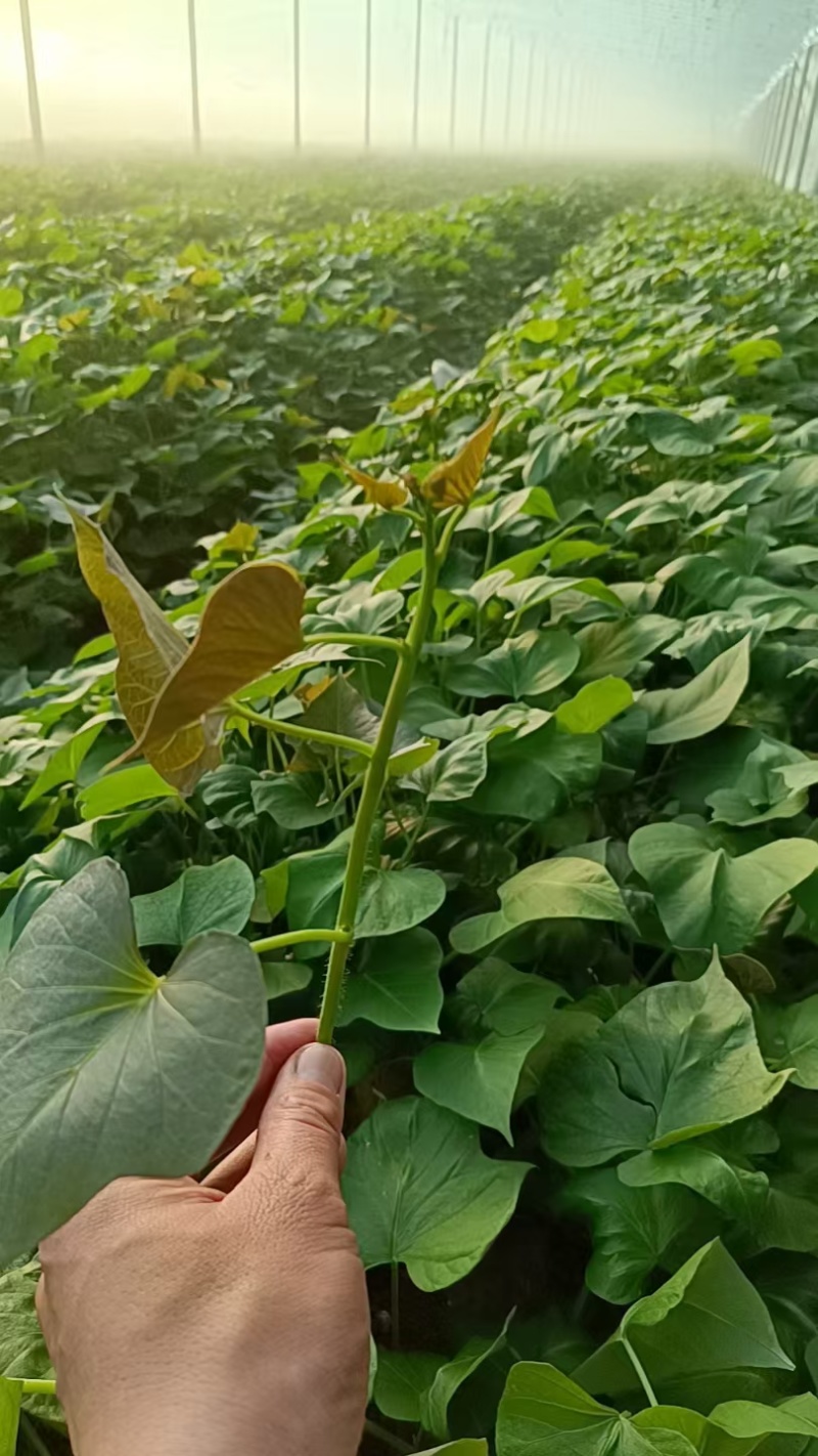 脱毒原种大田烟薯苗，烤油蜜薯型，大田苗基地直供，货源充足