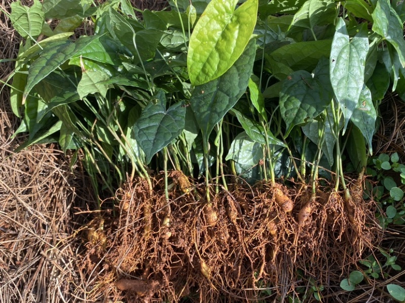 金果榄苗青牛胆苗地苦胆苗金果榄山慈姑