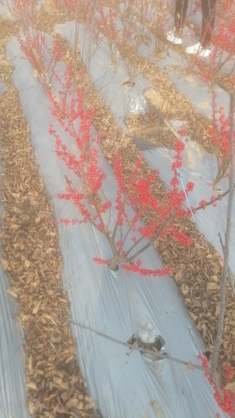 清地处理2-3公分的北美冬青2万棵，全部年宵花品质精品苗