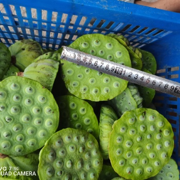 太空莲36号水果莲蓬原种，保证质量