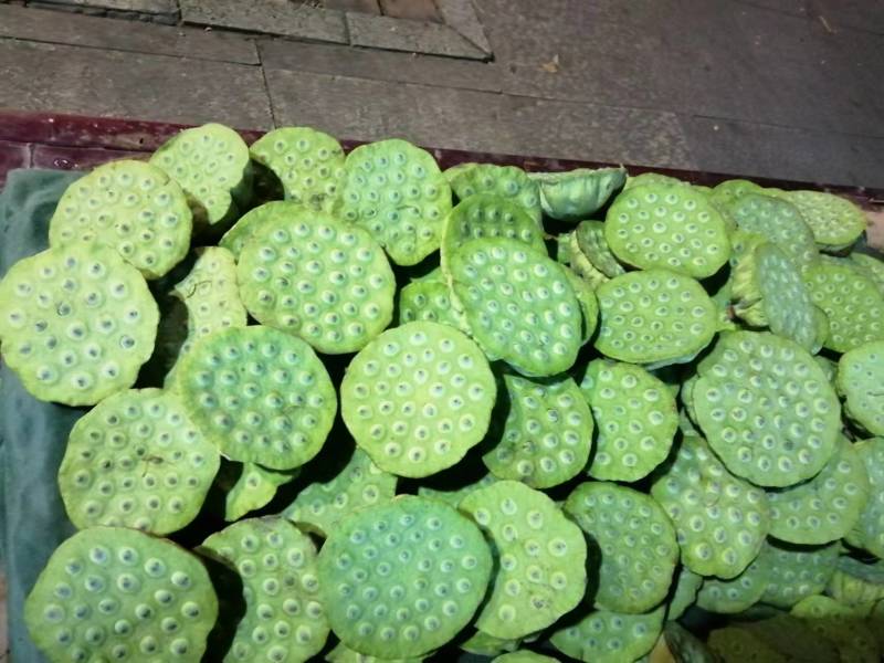 太空莲36号水果莲蓬原种，保证质量