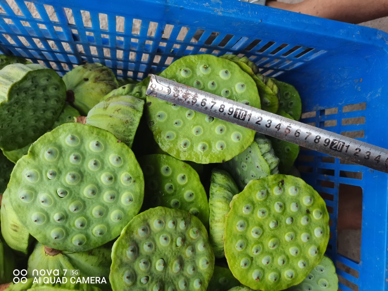 太空莲36号水果莲蓬原种，保证质量