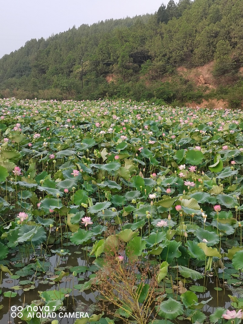 太空莲36号水果莲蓬原种，保证质量