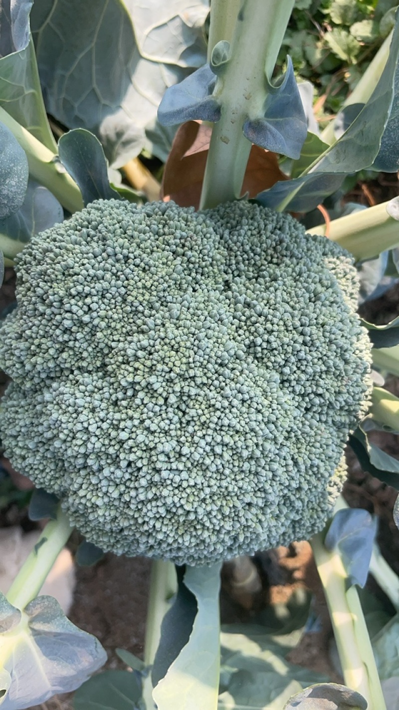 西兰花/河南西蓝花/大量上市//自家基地/整车批发