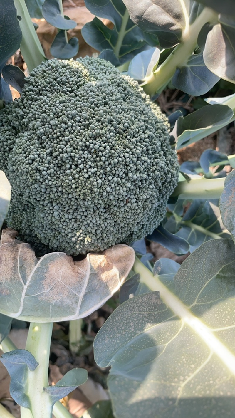 西兰花/河南西蓝花/大量上市//自家基地/整车批发