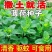 薄荷种子盆栽薄荷苗四季薄荷种孑薄荷